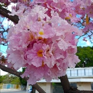 Meet your Posher, Isela